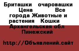 Бриташки - очаровашки.  › Цена ­ 3 000 - Все города Животные и растения » Кошки   . Архангельская обл.,Пинежский 